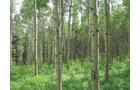 Property photo 26 - Get Lost in the Pristine Northern Colorado Rockies - Prime Building Sites
